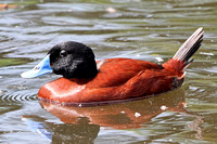 Maccoa duck
