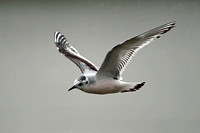 Little gull - Hydrocoloeus minutus