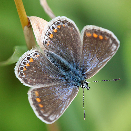 Common blue butterfly - Polyommatus icarus