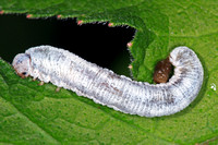 European grass sawfly larvae