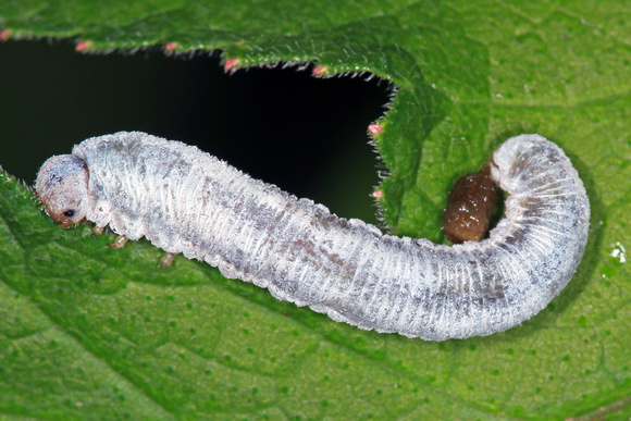European grass sawfly larvae - Cephus pygmaeus