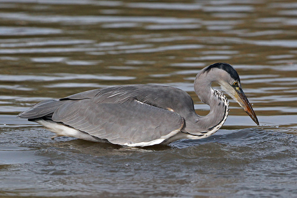 Grey heron - Ardea cinerea