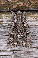 Knot grass moth - Acronicta rumicis