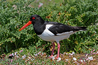 Oystercatcher
