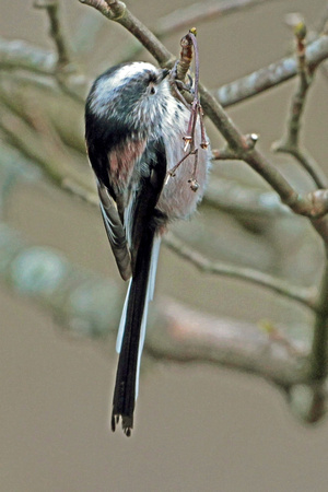 Long tailed tit - Aegithalos caudatus
