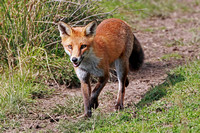 Fox - Vulpes vulpes