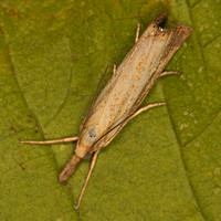 Micro moth - Crambus perella