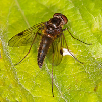 Black snipe fly - Chrysopilus cristatus