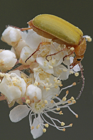 Sulphur beetle - Cteninopus sulphureus