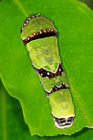 Common mormon butterfly caterpillar