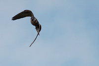Peregrine falcon