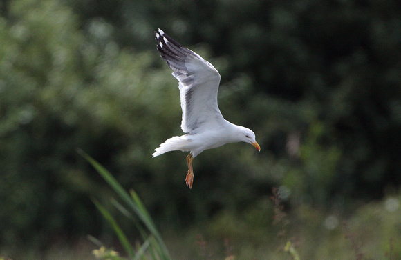 Herring gull - Larus argentatus