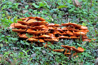 Honey fungi - Armillaria mellea