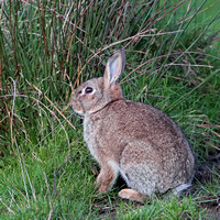 Rabbit - Oryctolagus cunniclus