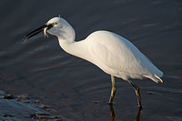 Jan 12 - Little egret