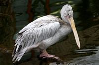 White pelican -  Pelicanus onocrotalus