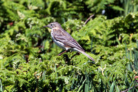 Meadow pipit