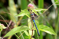 Emperor dragonfly - Anax imperator
