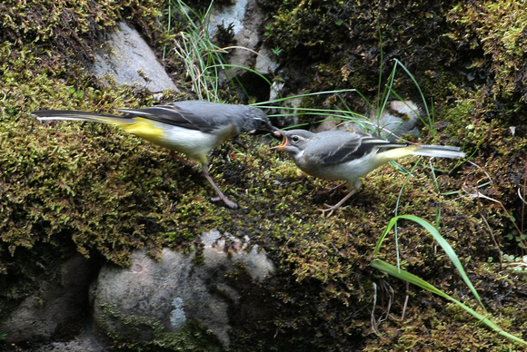 Grey wagtail - Motacilla cinerea