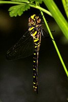Gold ringed dragonfly - Cordulegaster boltoni