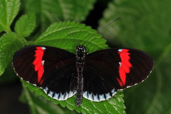 Common postman butterfly - Heliconius melponene