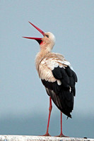 Apr 11 - White stork