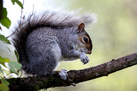 Grey squirrel