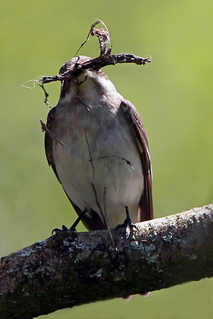 Pied flycatcher - Ficedula hypoleuca