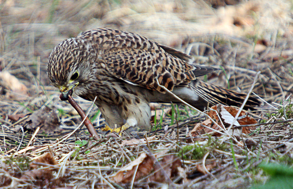 Kestrel - Falco tinnnunculus