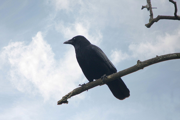 Carrion crow - Corvus corone corone