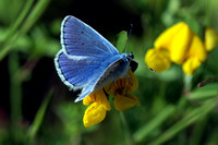 Small blue