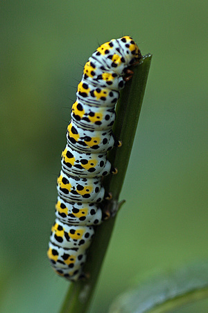 Mullein moth caterpillar - Shargacucullia verbasci