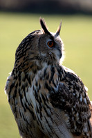 Indian eagle owl