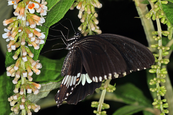 Giant swallowtail butterfly - Papilio cresphontes