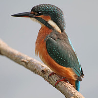 Kingfisher