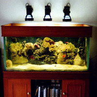 Reef tank 1