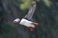 Puffin