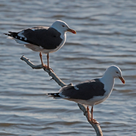 Lesser black backed gull - Larus fuscus