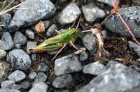 Common green grasshopper