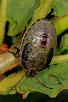 Gorse shield bug - Piezodorus lituratus