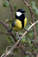 Great tit