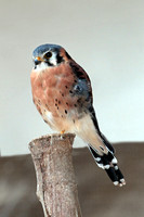 American kestrel - Falco sparverius