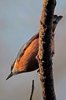 Nuthatch