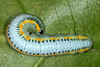 Glasswing butterfly caterpillar