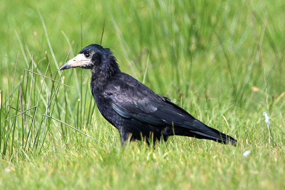Rook - Corvus frugilegus