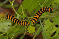 Cinnabar moth caterpillar - Tyria jacobeaea