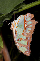 Malachite butterfly - Siproeta stelenes