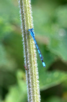 Common blue damselfly - Enallagma cyathigerum