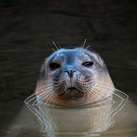 Common seal - Phoca vitulina