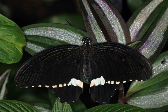 Common mormon butterfly - Papilio polytes